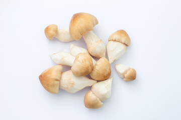 Group termite mushroom on white background , top view , flat lay.