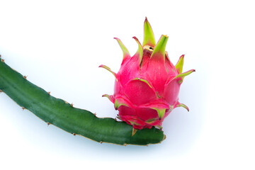 Dragon fruit on plant isolated on white background.
