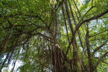 A large banyan tree with many aerial roots