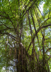 Portrait of a large banyan tree with many aerial roots