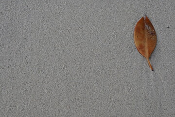 background of brown leaves falling on the beach sand