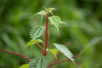 野原に生えるクサコアカソ 2