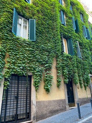 Close-up view of the delicate, green ivy leaves on an Italian villa's facade