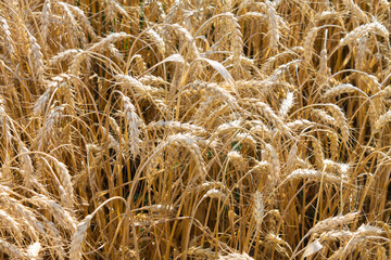 Field of barley, grain. golden ears of barley, closeup Wheat. The concept of agricultural production