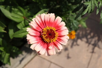 Isolated natural zinnia flower on green background