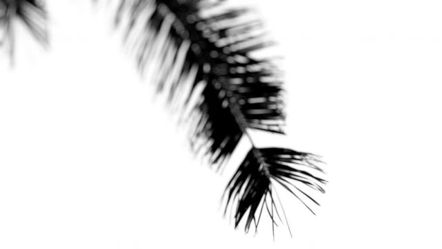 4K light map (texture) for 3D rendering- foliage, palm tree