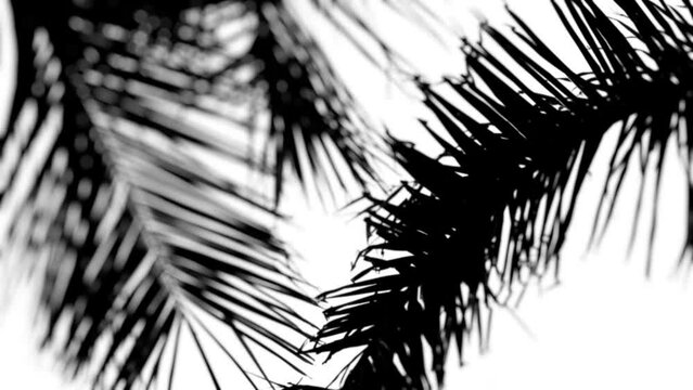 4K light map (texture) for 3D rendering- foliage, palm tree