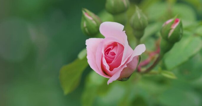 ピンクの薔薇のつぼみ　風にそよぐ｜Cute Pink Rose Bud / Swaying in the Wind 