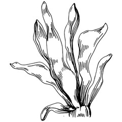 Hand drawn corals isolated on white. Sketch drawing