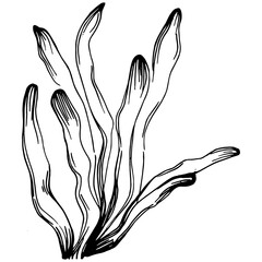 Hand drawn corals isolated on white. Sketch drawing