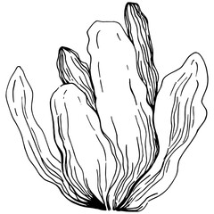 Hand drawn corals isolated on white. Sketch drawing