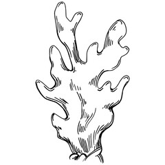 Hand drawn corals isolated on white. Sketch drawing
