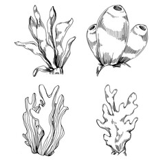 Naklejka premium Hand drawn corals isolated on white. Sketch drawing