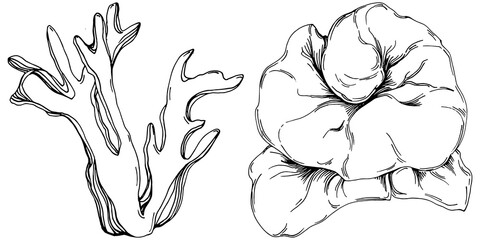 Hand drawn corals isolated on white. Sketch drawing