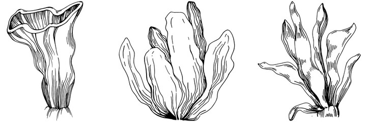 Hand drawn corals isolated on white. Sketch drawing