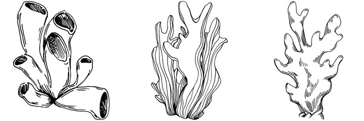 Hand drawn corals isolated on white. Sketch drawing