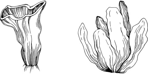 Hand drawn corals isolated on white. Sketch drawing