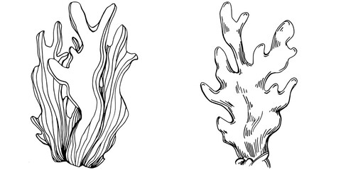 Hand drawn corals isolated on white. Sketch drawing