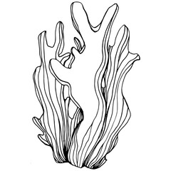 Hand drawn corals isolated on white. Sketch drawing