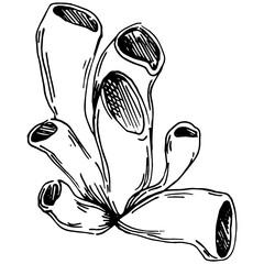 Hand drawn corals isolated on white. Sketch drawing