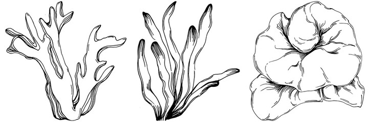 Hand drawn corals isolated on white. Sketch drawing