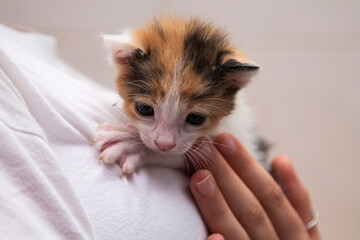 holding tricolor kitten in hands