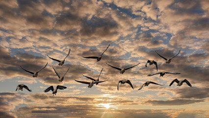 Wild geese fly against the background of a textured cloudy sky. Birds fly straight at the photographer © mangz