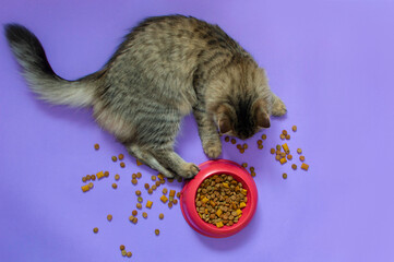 Cute gray cat and a bowl of food on a purple background. Dry pet food is in a bowl and scattered on...
