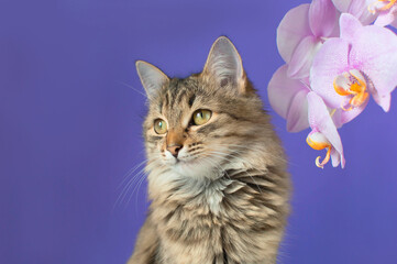 Portrait of a charming gray striped cat on a purple background. The concept of pets. Funny cat with...