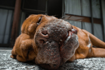 Dogo de Burdeos dormido en el sol