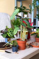 Young calathea makoyana and ficus plant transplanting a new flowerpot. Caring for potted indoor plants. Engaging hobby