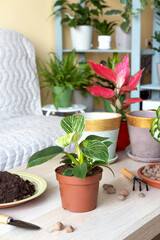 Young calathea makoyana and ficus plant transplanting a new flowerpot. Caring for potted indoor plants. Engaging hobby