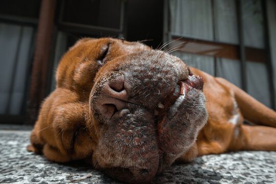 Dogo de Burdeos dormido en el sol