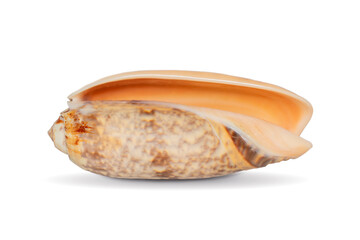 Image of cone snail shells or Cone shell on a white background. Undersea Animals. Sea shells.