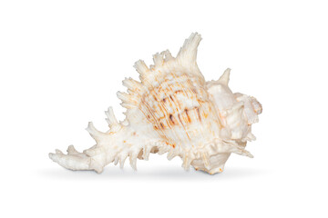 Image of natural large conch shell kirin snail thousands on a white background. Undersea Animals. Sea shells.