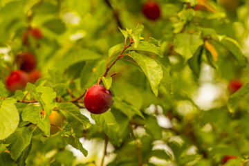 mirabelle tree with fruits in summer