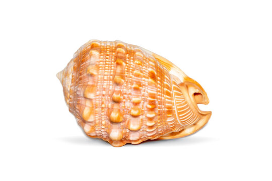 Image of sea shell orange cassis cornuta on a white background. Undersea Animals. Sea shells. Horned helmet shell.