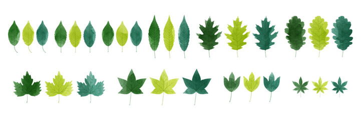 Set of watercolor green leaves collection. Vector illustration.