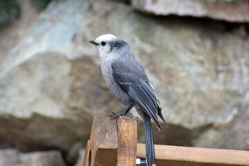 bird on a fence