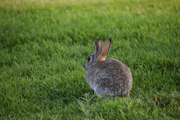 rabbit in the grass