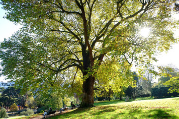 Fototapeta premium parc parisien Montsouris