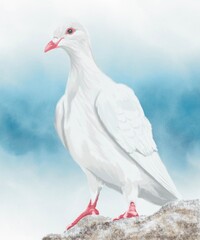 White dove on blue background