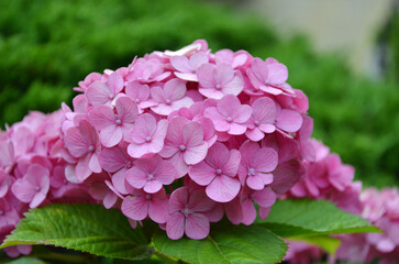 Blooming pink hydrangea flowers. close-up photo outdoors.  Cultivated flowers and bushes , landscaping concept.
