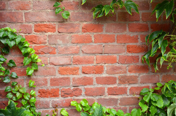  Fragment of  exterior red brick wall with decorative green vine and ivy leaves in summer time. Landscaping , architecture ,building industry concept.