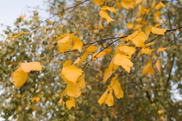 Yellow autumn leaves on a tree branch. Autumn background