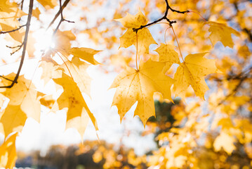 Fototapeta na wymiar A sunny autumn day in the reflection of a yellow maple leaf on a tree branch
