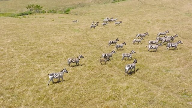 Aerial drone view of tourist safari, watching large herd of zebras on the makgadikgadi pans. Zebra Migration in Botswana. African safari background with copy space. Free wild animals in wild nature 4K