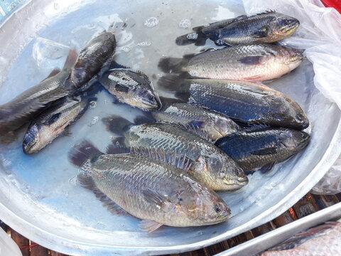 Climbing perch ( Anabas testudineus ) fishes in tray at the market, Freshwater fish species in Thailand