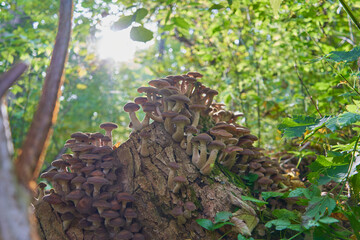 mushrooms in the forest with the sun,the sun is shining in the forest and mushrooms are growing on the stump