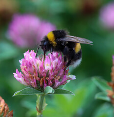 Hummel